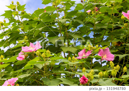 芙蓉の花 芙蓉の花 131948780