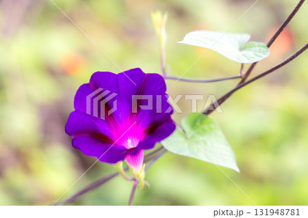 紫色の朝顔 紫色の朝顔 131948781