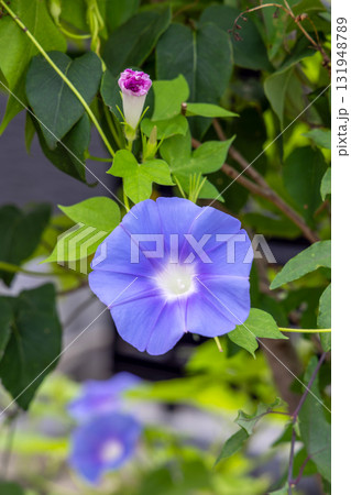 青色の朝顔 青色の朝顔 131948789