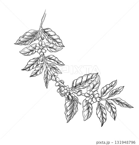 Curved branches of a coffee tree with ripe berries. A realistic coffee-themed vector illustration for product design, apparel printing, posters, and interior design. Curved branches of a coffee tree with ripe berries. A realistic coffee-themed vector illustration for product design, apparel printing, posters, and interior design. 131948796