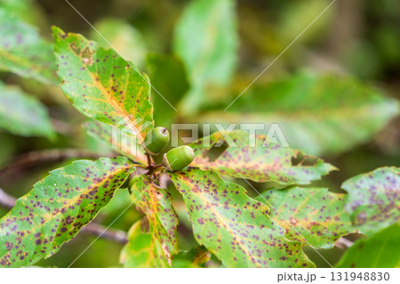 緑色のどんぐり　10月 131948830