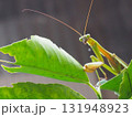 カマキリを横から撮影した写真＿アップ右下配置 131948923