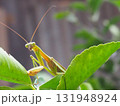 カマキリを横から撮影した写真＿アップ左下配置 131948924