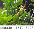 カマキリを下方面から撮影した写真 131948927