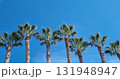 Tropical palm tree on blue sky background 131948947
