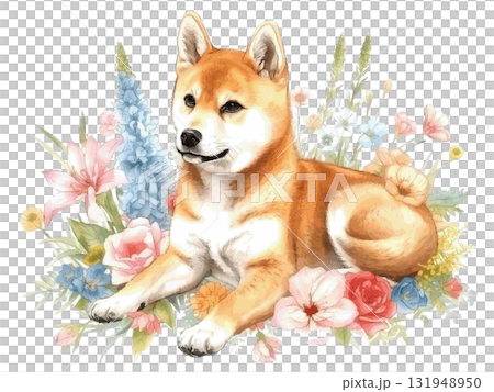 柴犬的水彩插圖 131948950