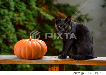 angry black cat and orange pumpkin on wooden plank of an outdoor terrace. pet animal with greenish eyes looking serious. rural garden in the blurred background. halloween or thanksgiving autumn theme 131949159