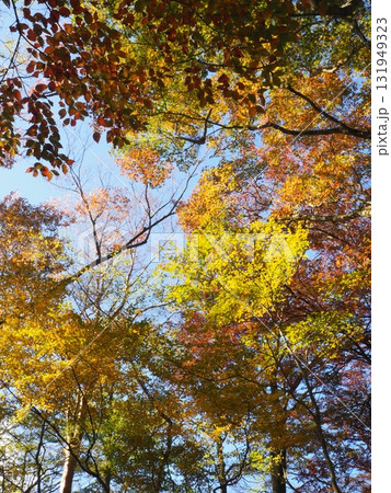 紅葉したモミジと青空 131949323