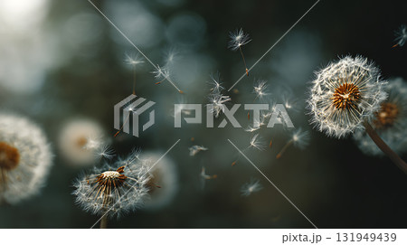 風に舞う綿毛と自然の美しさ 131949439