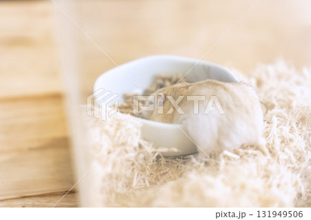 ハムスター 131949506