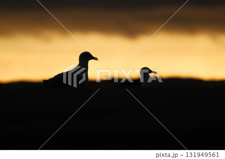 Seagull silhouettes on the seashore. Beach and sunset light. Birds in the wild. 131949561