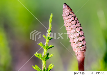 つくしとスギナ つくしとスギナ 131949583