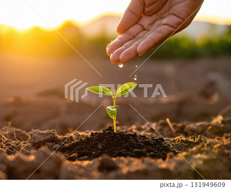 Hand Watering Young Plant in Morning Sunlight 131949609