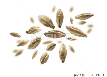 Barley malt grains levitate on a white background Barley malt grains levitate on a white background 131949701