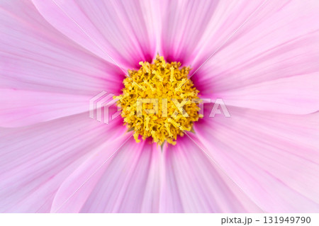 ピンク色のコスモスの花の中心の蕊の部分のクローズアップ 131949790