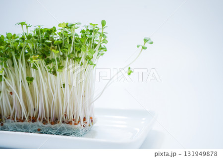 新鮮なブロッコリースプラウトのイメージ 131949878