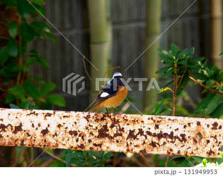 錆びた棒に留まるジョウ留まる 錆びた棒に留まるジョウ留まる 131949953
