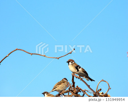 青空バックに枝にとまるスズメ 131949954