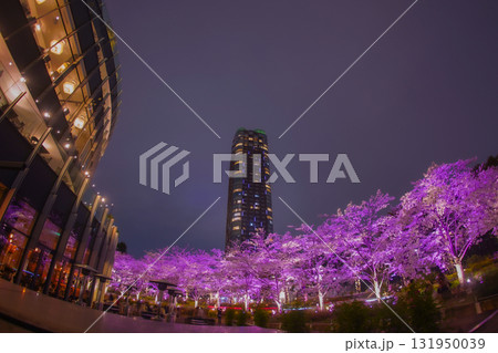 桜並木の夜景と高層ビル 桜並木の夜景と高層ビル 131950039