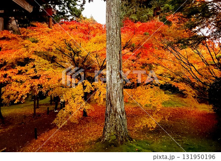 京都の紅葉、秋の三千院の紅葉 131950196