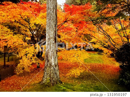 京都の紅葉、秋の三千院の紅葉 131950197