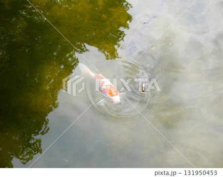 水 水分 ウォーター 131950453