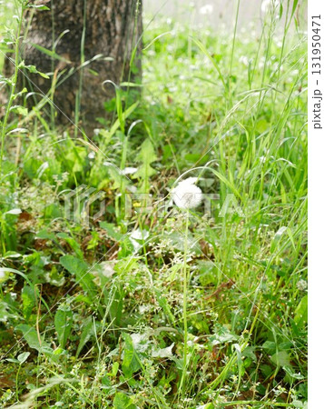 植物 工場 プランツ 131950471