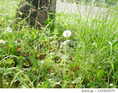 植物 工場 プランツ 131950473