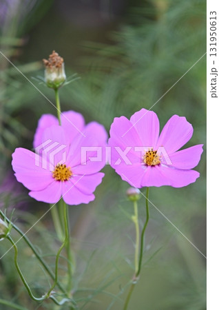 秋の野原に咲くピンクのコスモスの花 131950613