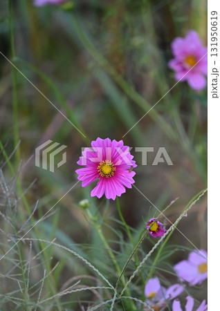 秋の花壇に咲くピンクのコスモス 131950619