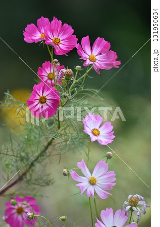 秋の花壇に咲くピンクのコスモスの花 秋の花壇に咲くピンクのコスモスの花 131950634
