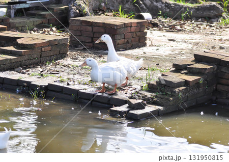 duck or ducks on the farm , farm animal 131950815