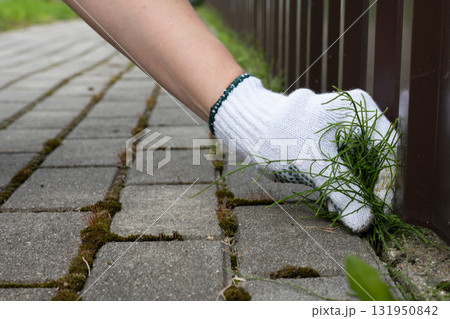 Hand removing weeds from paving slabs in a garden setting with greenery Hand removing weeds from paving slabs in a garden setting with greenery 131950842