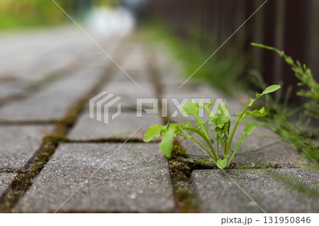 Weed growing between paving slabs Weed growing between paving slabs 131950846