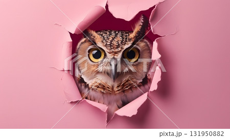ピンクの紙から顔を覗かせるフクロウ 131950882