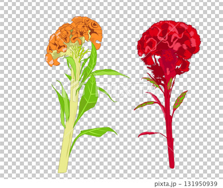 Orange and red celosia Orange and red celosia 131950939