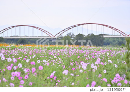 吹上コスモス畑　コスモスアリーナふきあげ（埼玉県・鴻巣市） 131950974