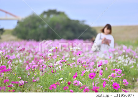 吹上コスモス畑　コスモスアリーナふきあげ（埼玉県・鴻巣市） 131950977