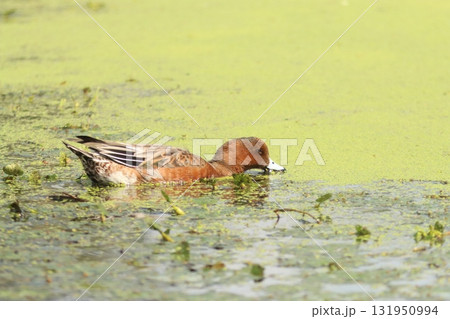 水面に浮かぶヒドリガモ（オス） 131950994