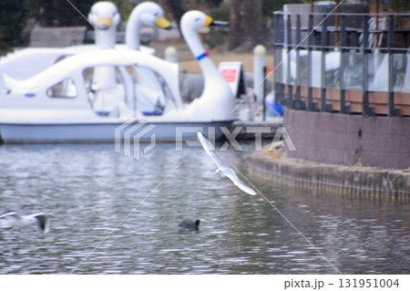 福岡県福岡市の野鳥の楽園　大濠公園 131951004