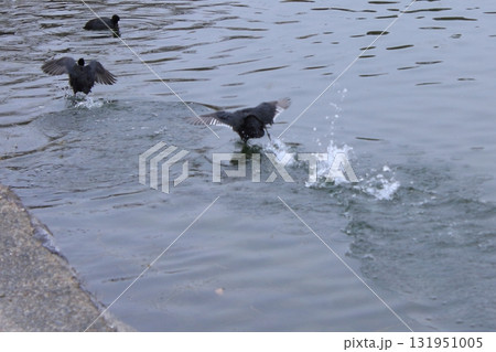 福岡県福岡市の野鳥の楽園　大濠公園 131951005