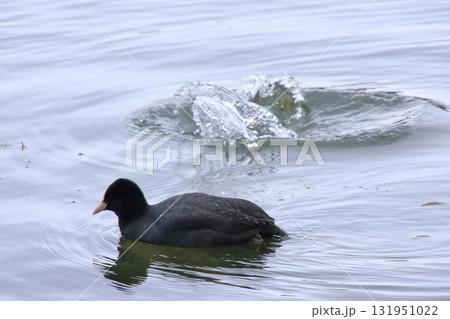 福岡県福岡市の野鳥の楽園　大濠公園 131951022