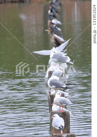 福岡県福岡市の野鳥の楽園　大濠公園 131951024
