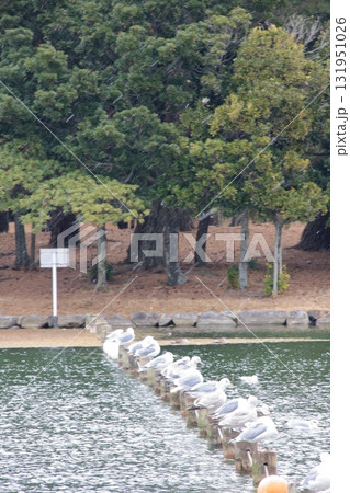 福岡県福岡市の野鳥の楽園　大濠公園 131951026