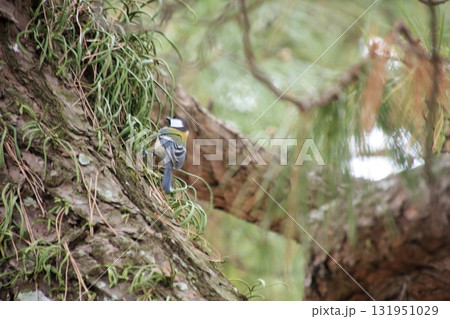 福岡県福岡市の野鳥の楽園　大濠公園 131951029