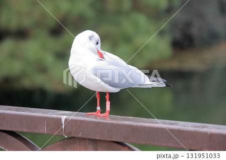 福岡県福岡市の野鳥の楽園　大濠公園 131951033