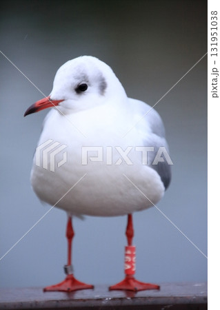 福岡県福岡市の野鳥の楽園　大濠公園 131951038