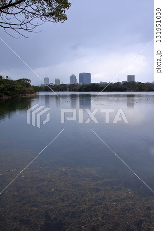 福岡県福岡市の野鳥の楽園 大濠公園 福岡県福岡市の野鳥の楽園 大濠公園 131951039
