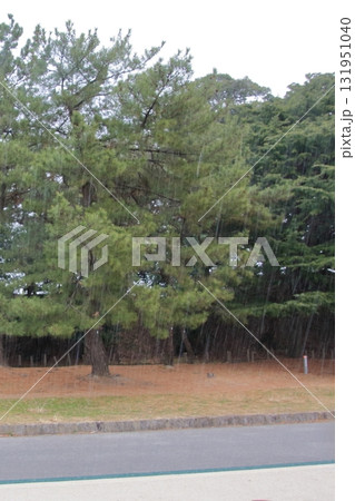 福岡県福岡市の野鳥の楽園　大濠公園 131951040