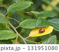 黄色い葉に乗るナナホシテントウムシを横から撮影した写真 131951080